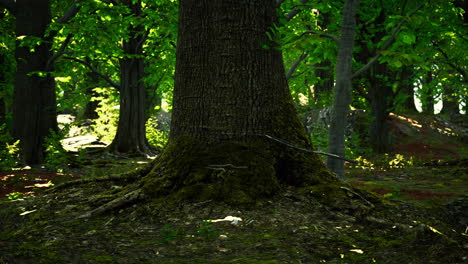 Asian-tropical-rainforest-with-moss