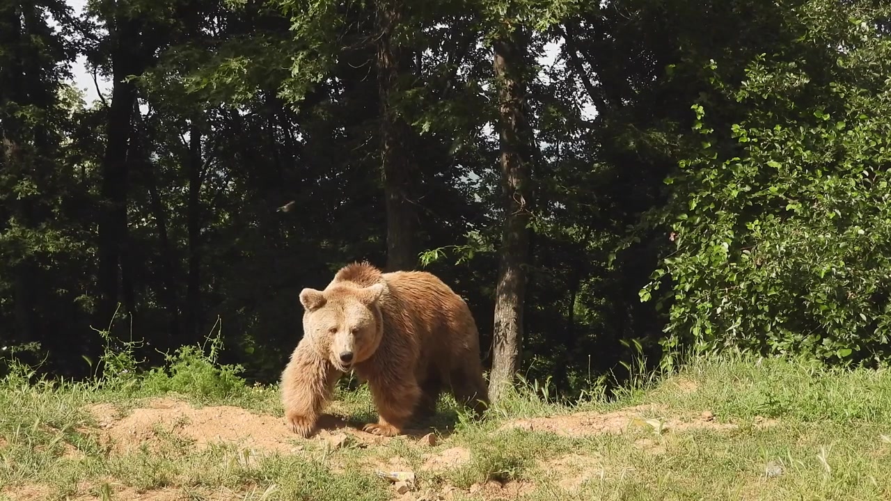 Orso bruno che cammina in una radura nel bosco