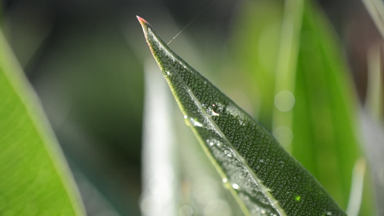 Hierba fresca con gotas de rocío de cerca