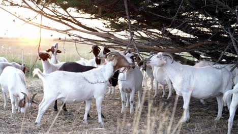 feeding herd of goats in the farm