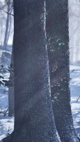 a snowy forest with tall pine trees