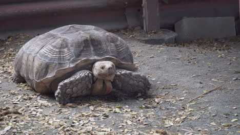 insects flying around a large tortoise relaxing under the barn shade