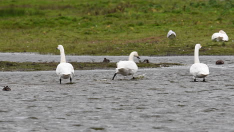 Singschwan,-Der-Im-Seichten-Wasser-Steht-Und-Seine-Federn-Putzt,-Texel,-Niederlande