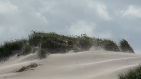 sand dunes with dune grass in the storm of the north sea, hiking dunes, dike protection, sondervig, jutland, denmark, 4k