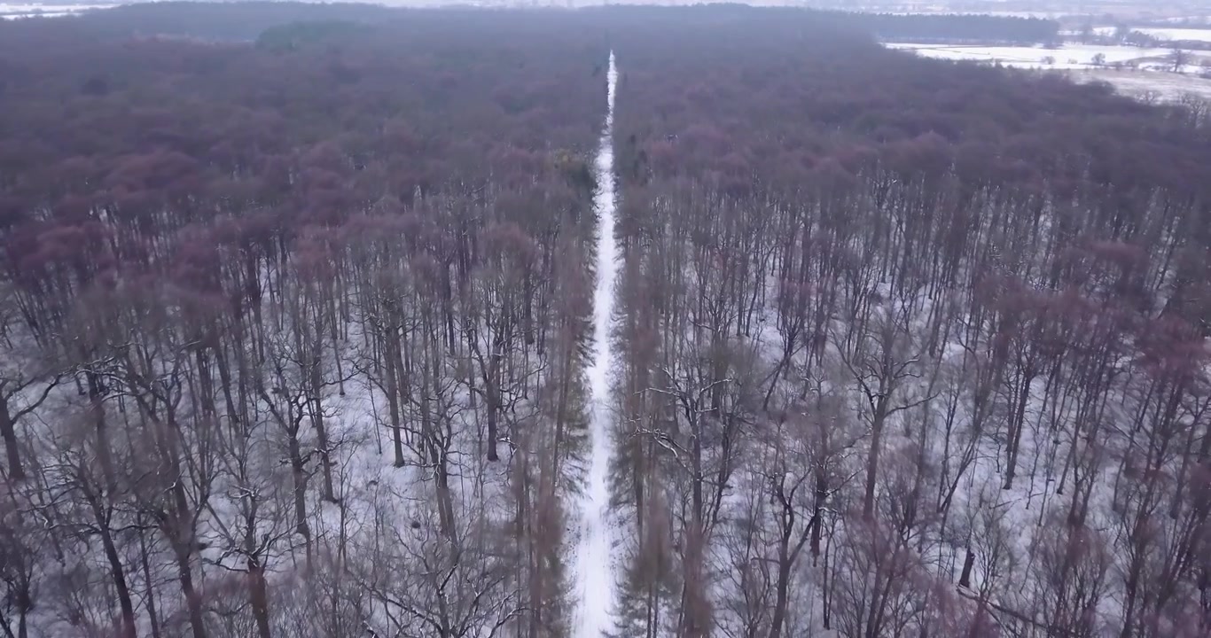 Vista aerea del sentiero nella foresta in inverno in Polonia