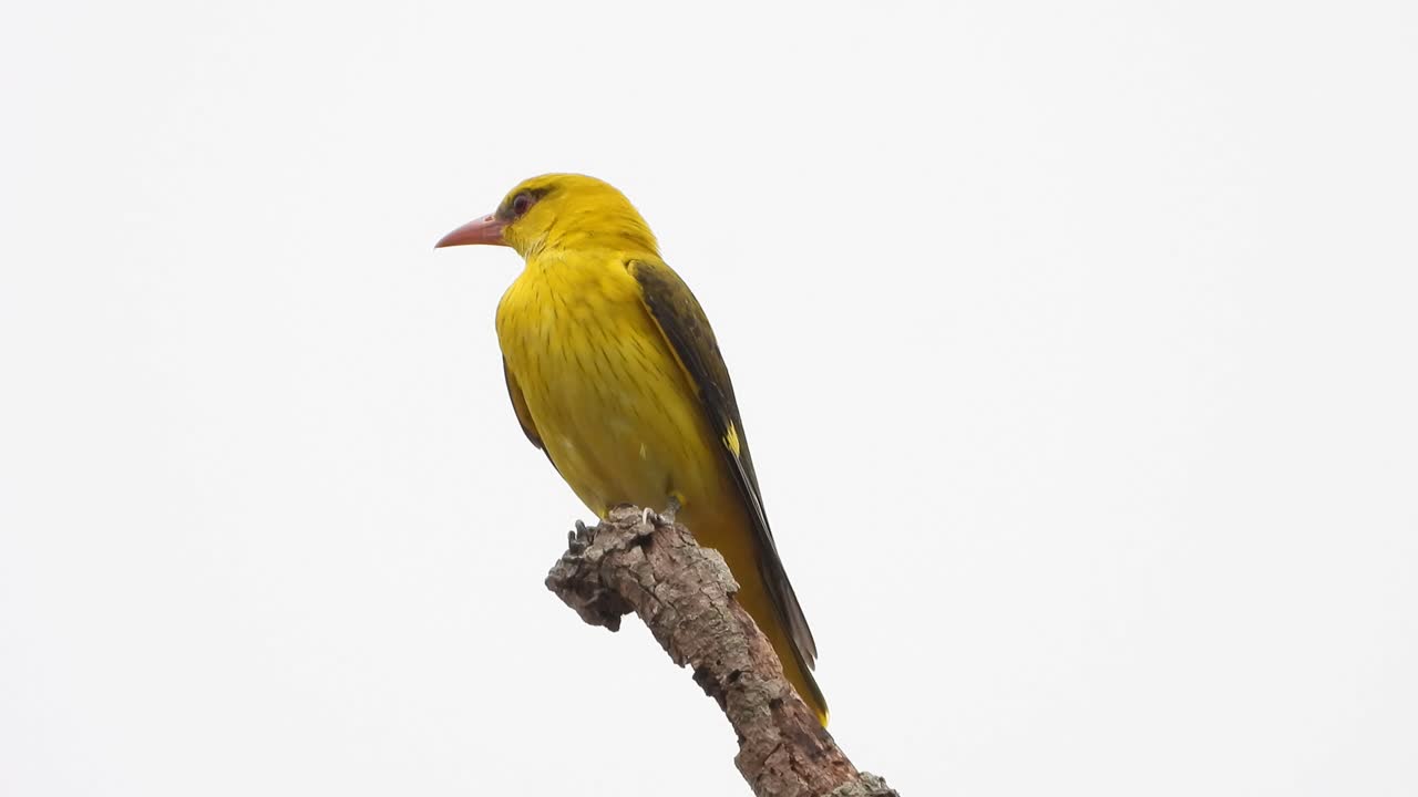 Beautiful yellow mynah in tree