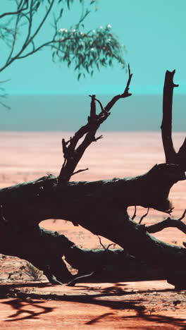 silhouette of a dead tree in the desert