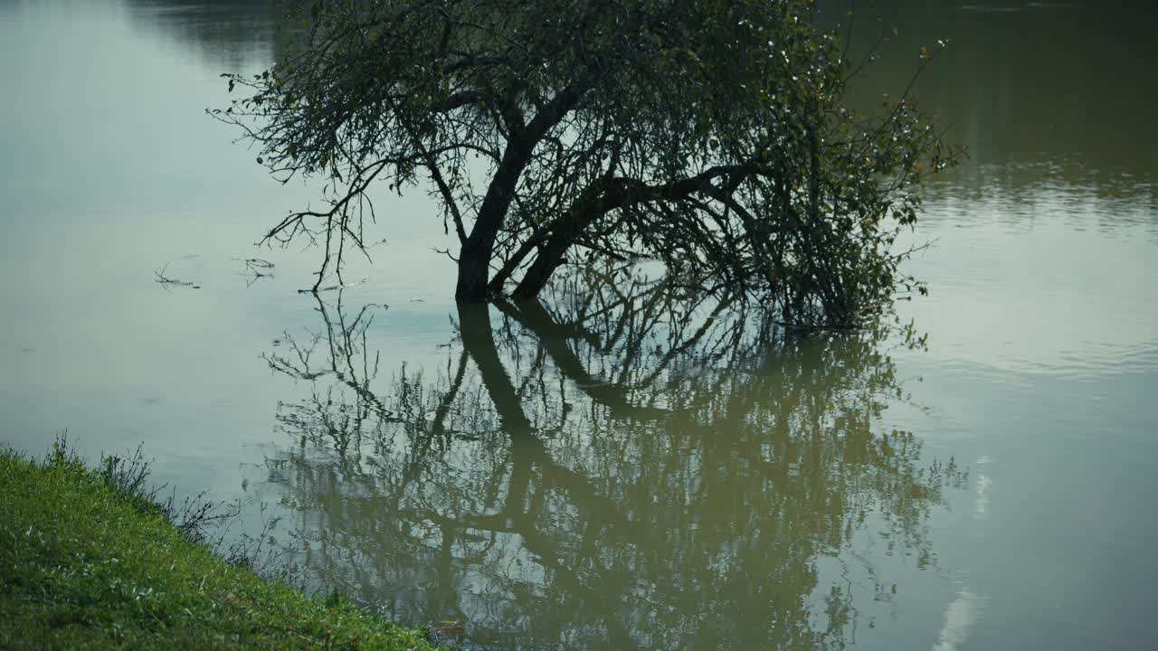 tree bending into calm water with its reflection visible in Lonjsko Polje Krapje Croatia