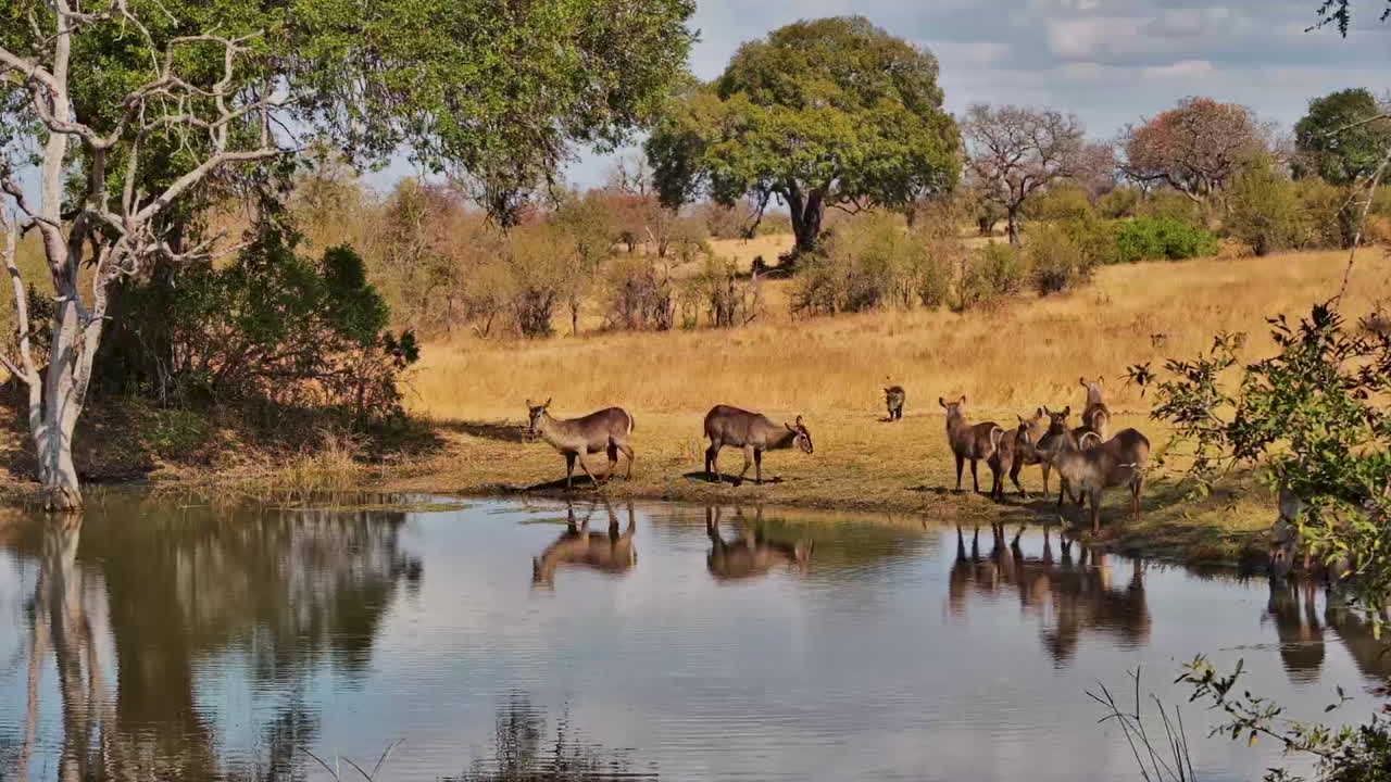 A herd of waterbucks and warthogs gather at a scenic watering hole in Africa