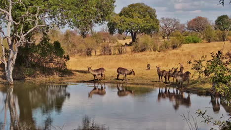 a herd of waterbucks and warthogs gather at a scenic watering hole in africa