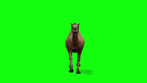 camel running, front view seamless loop, green screen chromakey