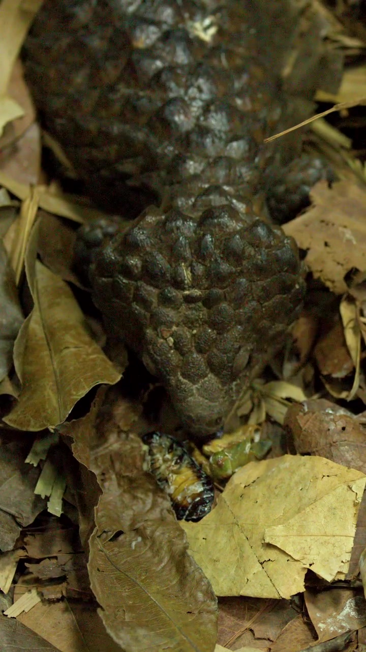 Una lucertola shingleback che consuma insetti su un suolo forestale coperto di foglie in un primo piano