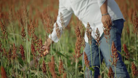 Agricultura---Granjero-Con-Machete-Inspecciona-Campos-De-Cultivo-De-Trigo,-Tiro-Medio