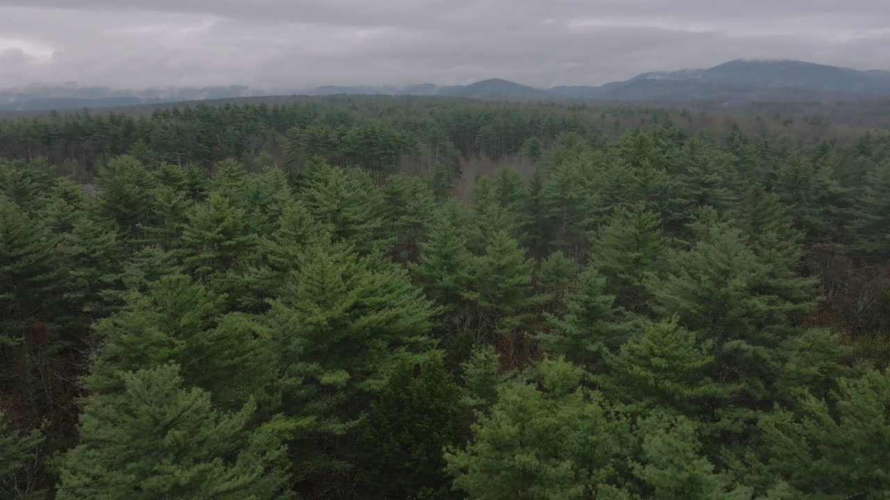 Veduta aerea di una pineta con le White Mountains sullo sfondo. Scattato nel New Hampshire in un giorno di primavera.