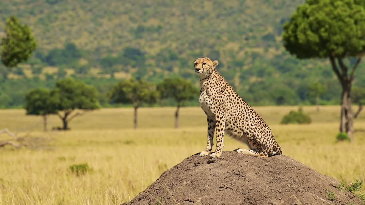 movimiento lento de masai mara animales africanos, un guepardo en el montículo de termitas cazando y mirando alrededor en áfrica en safari de vida silvestre en masai mara, kenya, hermoso retrato increíble de gran gato