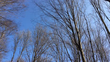 Caminando-Por-Un-Camino-Forestal,-A-Principios-De-La-Temporada-De-Primavera