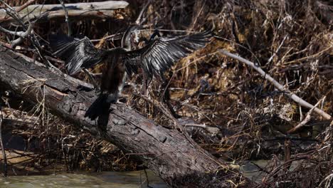 anhinga secando las alas en una rama de árbol