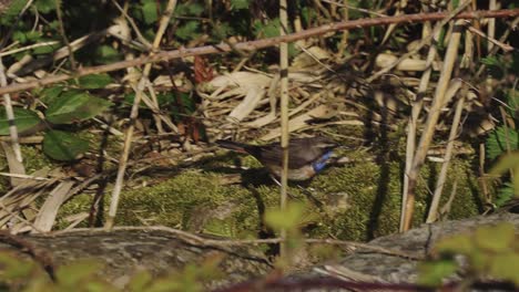 Pájaro-Migratorio-De-Pechiazul-Con-Manchas-Blancas-Caminando-Por-El-Suelo