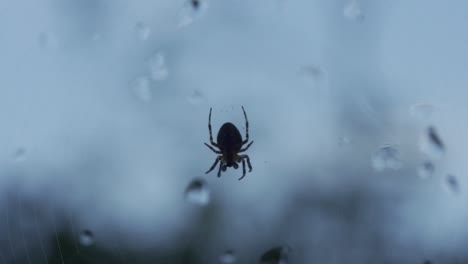 a spider moving slowly through a glass window with water droplets