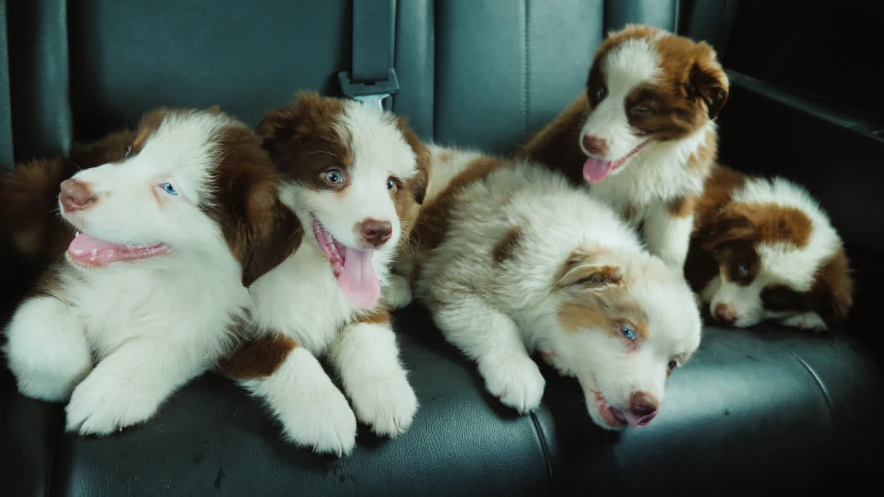 강아지들의 힘든 여정 - 차 뒷좌석에 앉아 지친 애완동물 무리