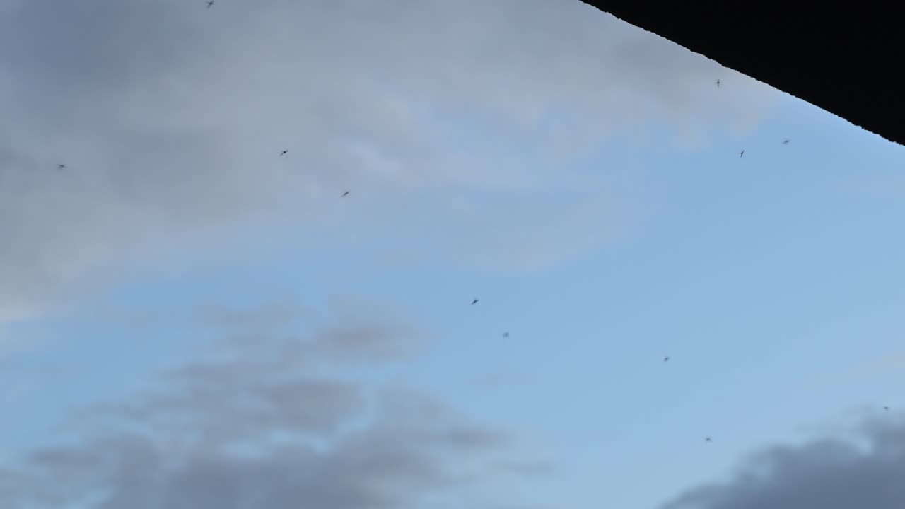 Silhouetted mosquitoes flying against a soft blue sunset sky, tiny insects drifting in evening light. 4K, selective focus