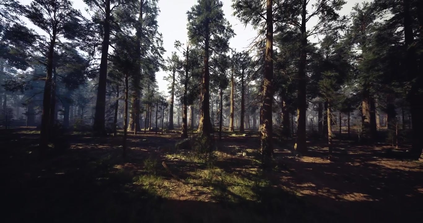 Ambiente forestale sereno illuminato da una luce solare soffusa e radente