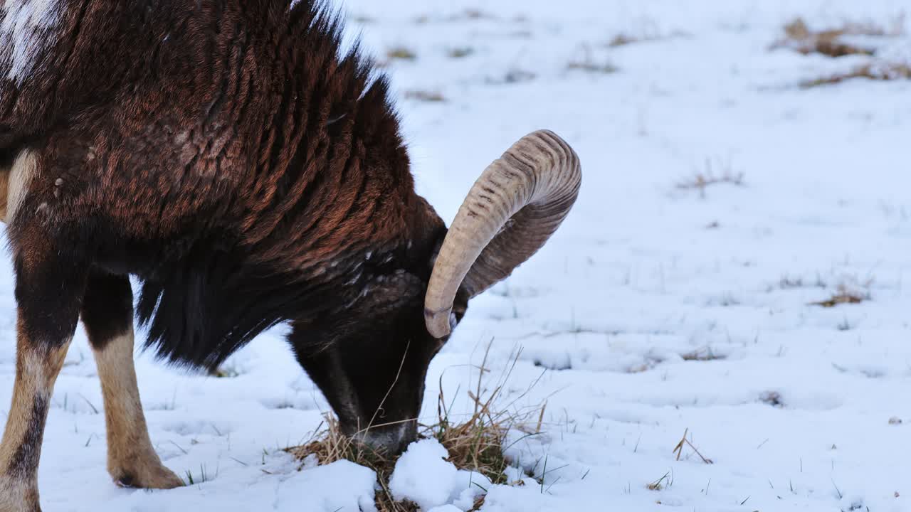 Mouflon searches beneath snow for food, showcasing curved horns and fur coat