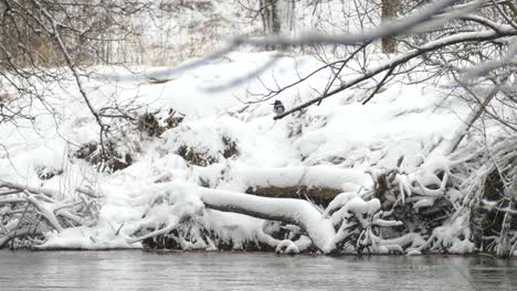 tiny cold bird standing on a branch above tiny stream at winter