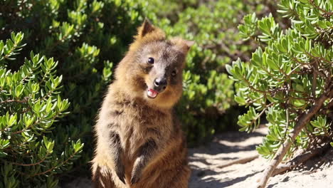 cute wallaby joey