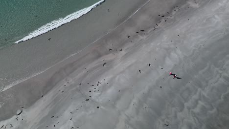 vista aérea de la playa de arena blanca de la isla de bicheno en tasmania, australia