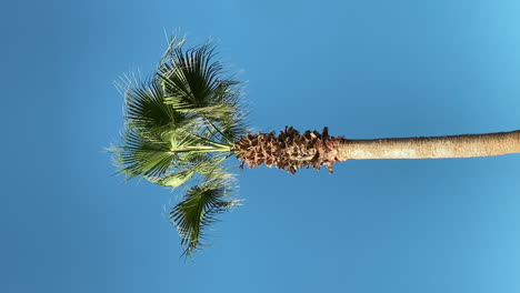 a vertical shot of a single palm tree against a blue sky