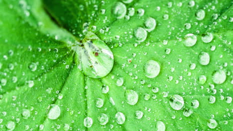 animación de hojas, gotas de agua y texturas de árboles en movimiento.