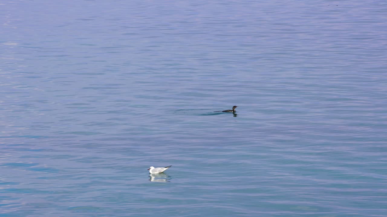 잔잔한 호수에서 헤엄치는 갈매기와 야생 오리