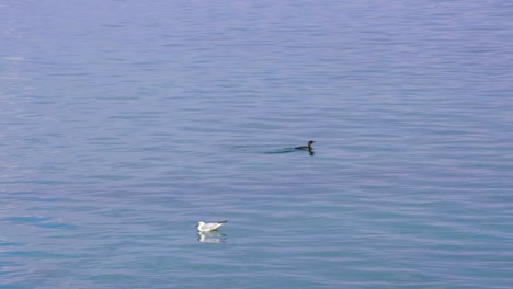 Möwe-Und-Wildente-Schwimmen-Auf-Ruhigem-Wasser-Des-Sees