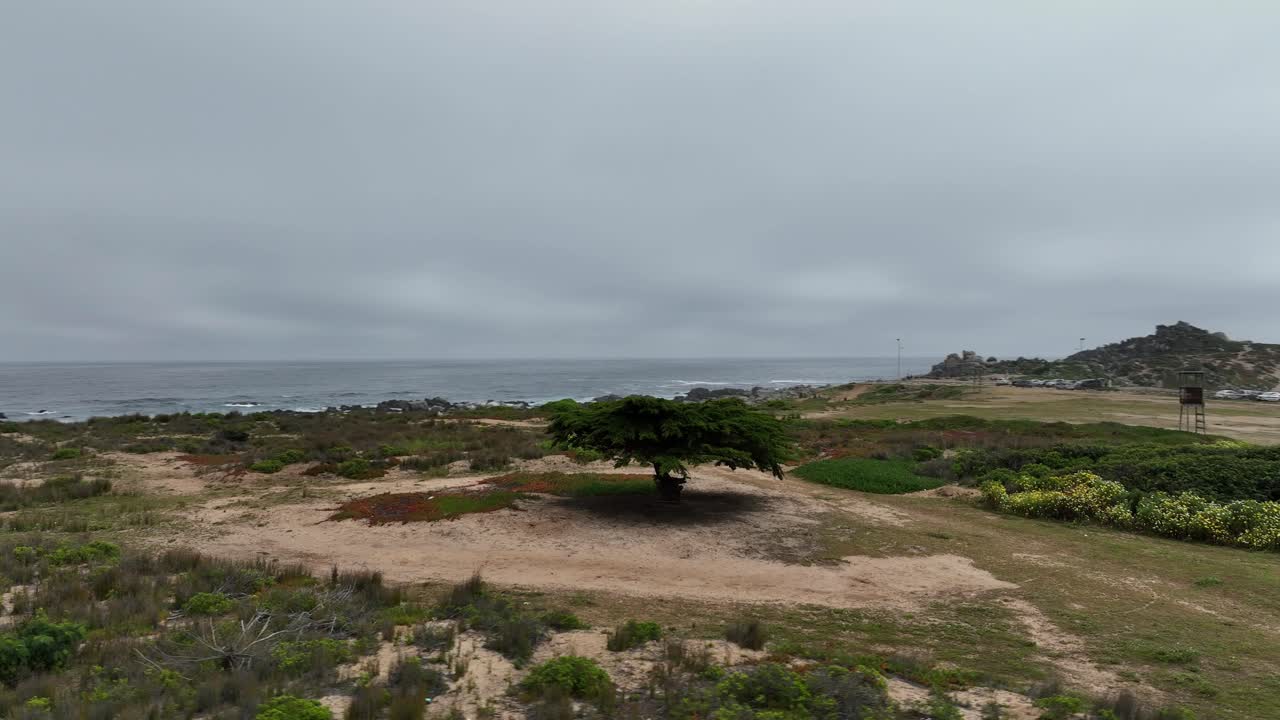tomada en órbita de un árbol verde solitario en medio de una amplia tierra cerca del mar bajo un cielo nublado, puente alto, chile