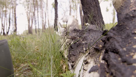 vista de cerca de un tronco de árbol quemado en el bosque mientras dos personas caminan sobre él