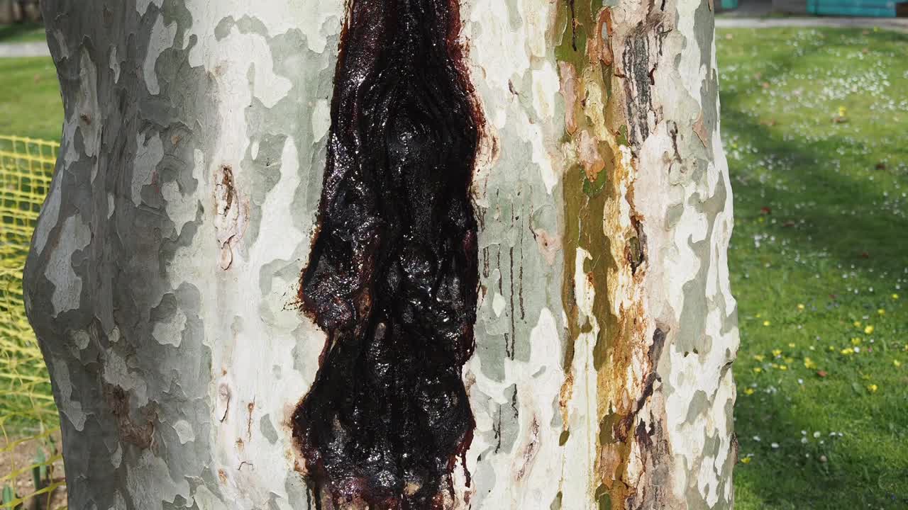 Sycamore tree with bleeding canker disease
