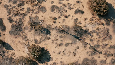 descending tilt up aerial view of a desert landcape scorched to ash by wildfires