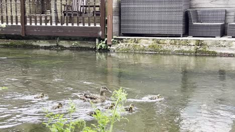 Familia-De-Patos-Que-Se-Esfuerzan-Por-Nadar-Contra-La-Corriente,-Mamá-Pato-Se-Asusta-De-Que-Sus-Patitos-Se-Vayan-Flotando