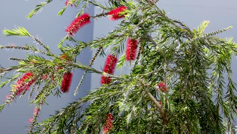 tree branches swaying with red flowers