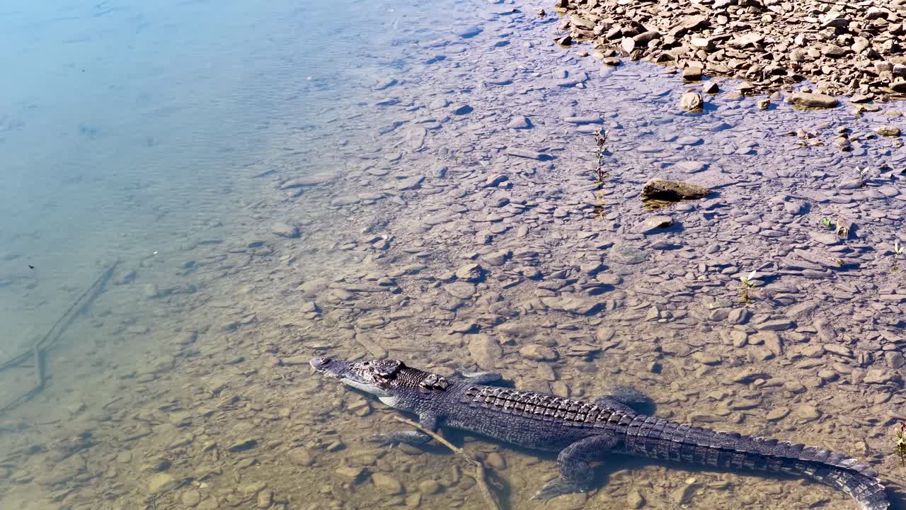 Aerial view of a saltwater crocodile in a river, showcasing its natural habitat and behavior in Port Douglas, Australia