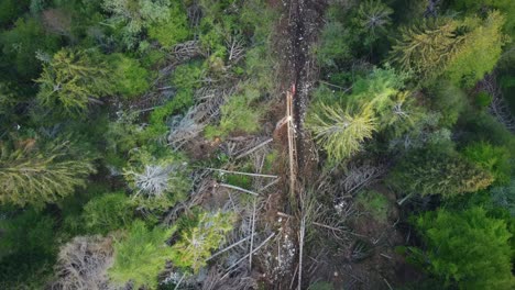 vista de pájaro de la máquina de polea de deforestación tirando de un árbol a un valle profundo