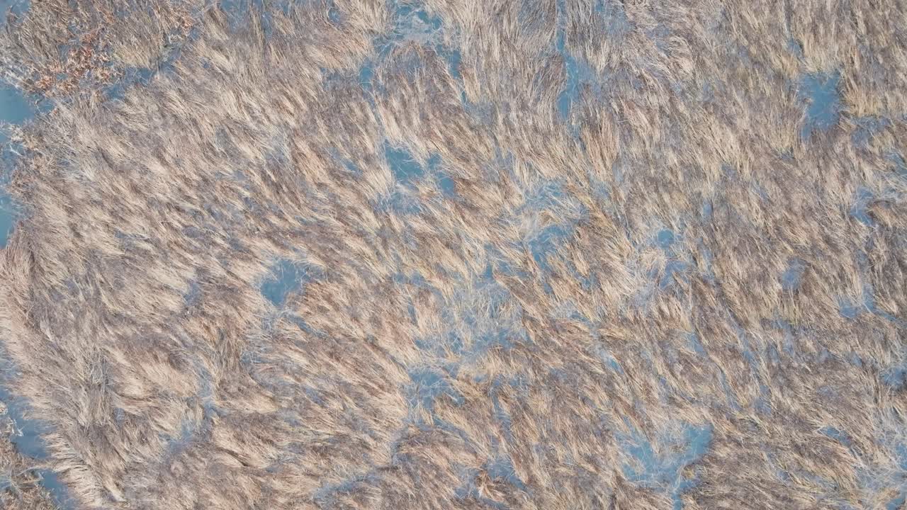 습지 와 노란색 가을 잔디 에 있는 물 의 위 에서 아래 로 향하는 모습