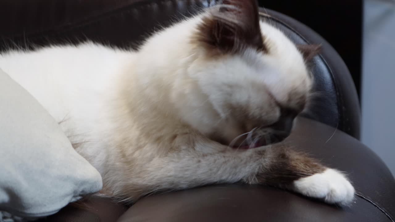 Gattino Ragdoll triste che si lecca la zampa.
