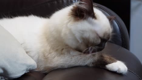 sad rogdoll kitten cat licking her arm