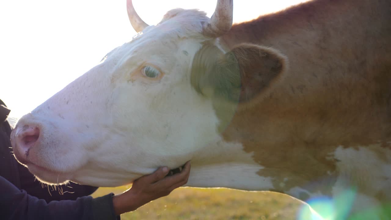 Male hands of farmer touching and stroking cow. Friendly animal enjoying human care. Farming concept. Slow motion Close up