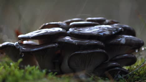 hongos pleurotus en un bosque soleado bajo la lluvia.