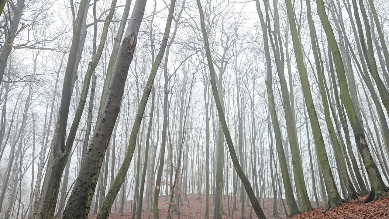 Late fall scenery with beech trees and hills covered with fog