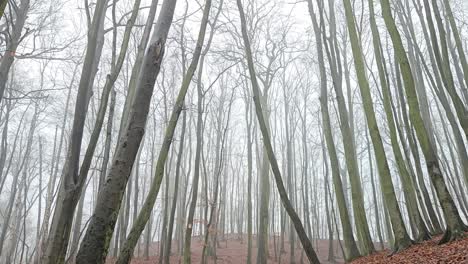paisaje de finales de otoño con hayas y colinas cubiertas de niebla