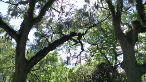 k drone southern spanish moss in trees